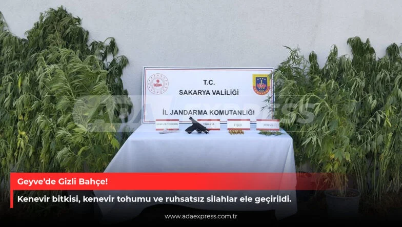 Sakarya Geyve'de jandarma operasyonunda ele geçirilen silah ve kenevir