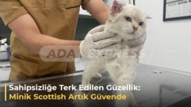 Terkedilen Minik Kedi