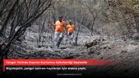 Yangın Yerinde Hayvan Kurtarma Seferberliği Başlatıldı