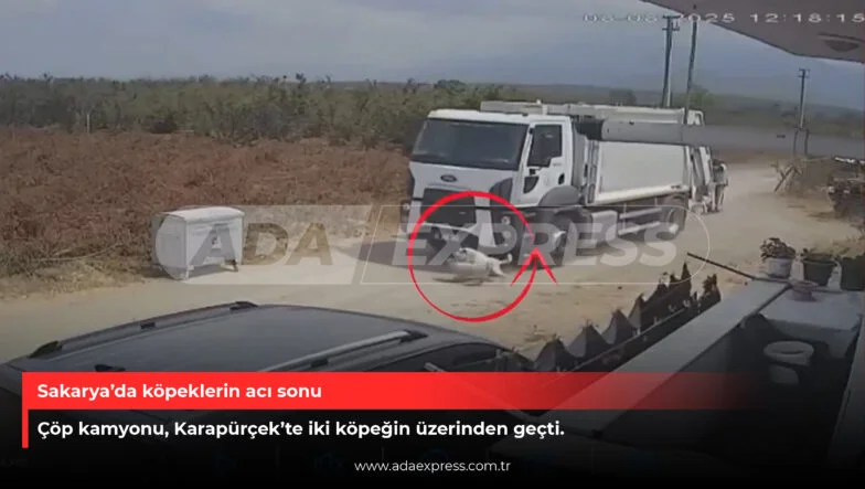 Sakarya’da köpeklerin acı sonu
