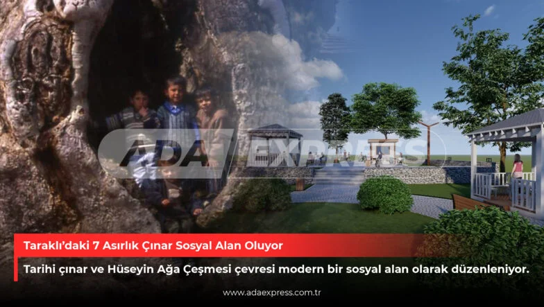 Taraklı’daki 7 Asırlık Çınar Sosyal Alan Oluyor