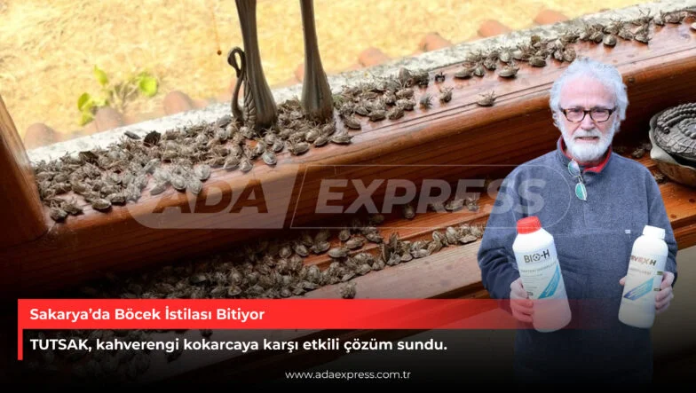Hendek’te kahverengi kokarca istilası ve TUTSAK feromon uygulaması